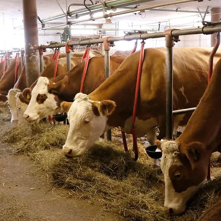 Apartman Hefenscherbauer Annaberg im Lammertal