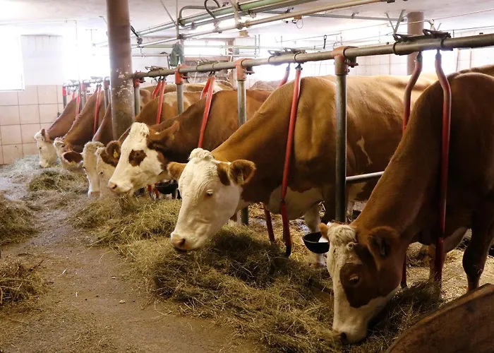 アパート Hefenscherbauer アンベルク・イム・ランマータール