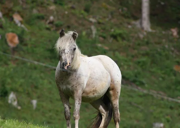 アパート Hefenscherbauer *